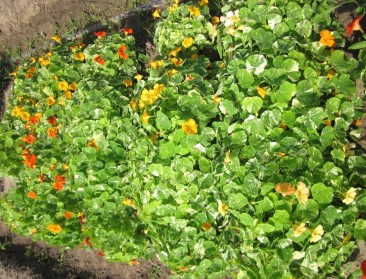 Teelt van eetbare bloemen door professionelen opgepikt