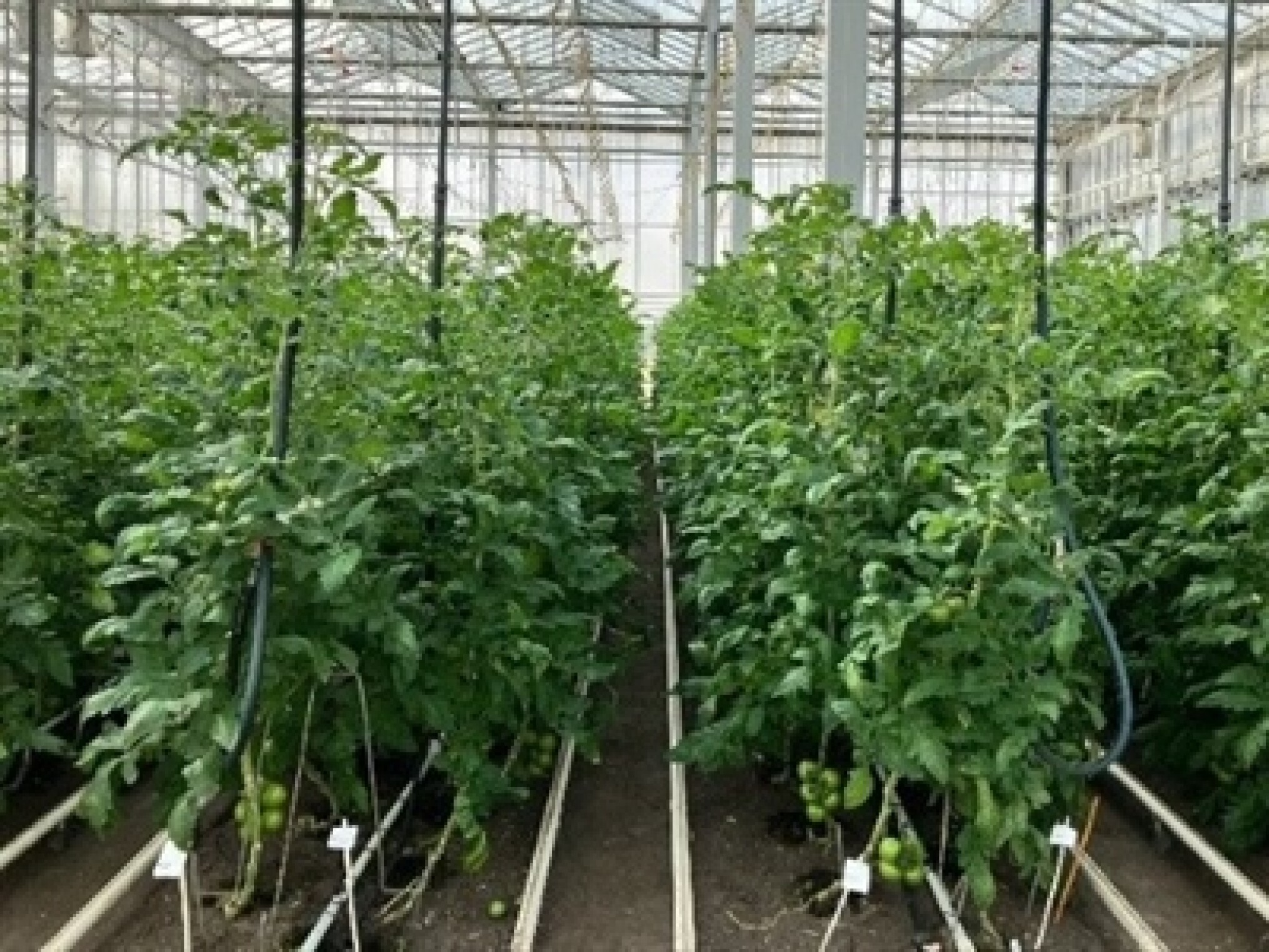 Proefveldbezoek biogroenten onder bescherming