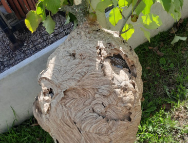 Vlaams Bijeninstituut waarschuwt voor aanvallen van Aziatische hoornaars