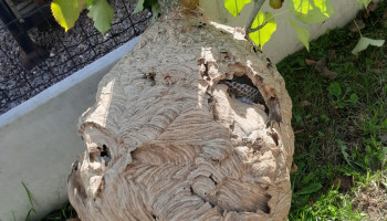 INBO zoekt mensen die hoornaar in de val willen lokken