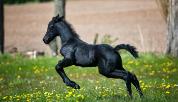 Vlaamse paarden veroveren de wereld