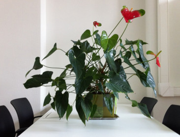 Een betere luchtkwaliteit via planten dankzij Green Air