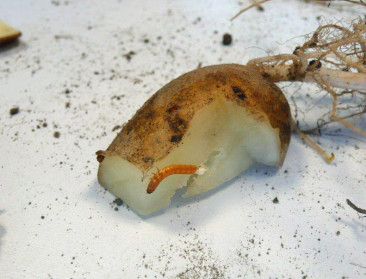 Groeiende ritnaaldenproblematiek in Vlaanderen