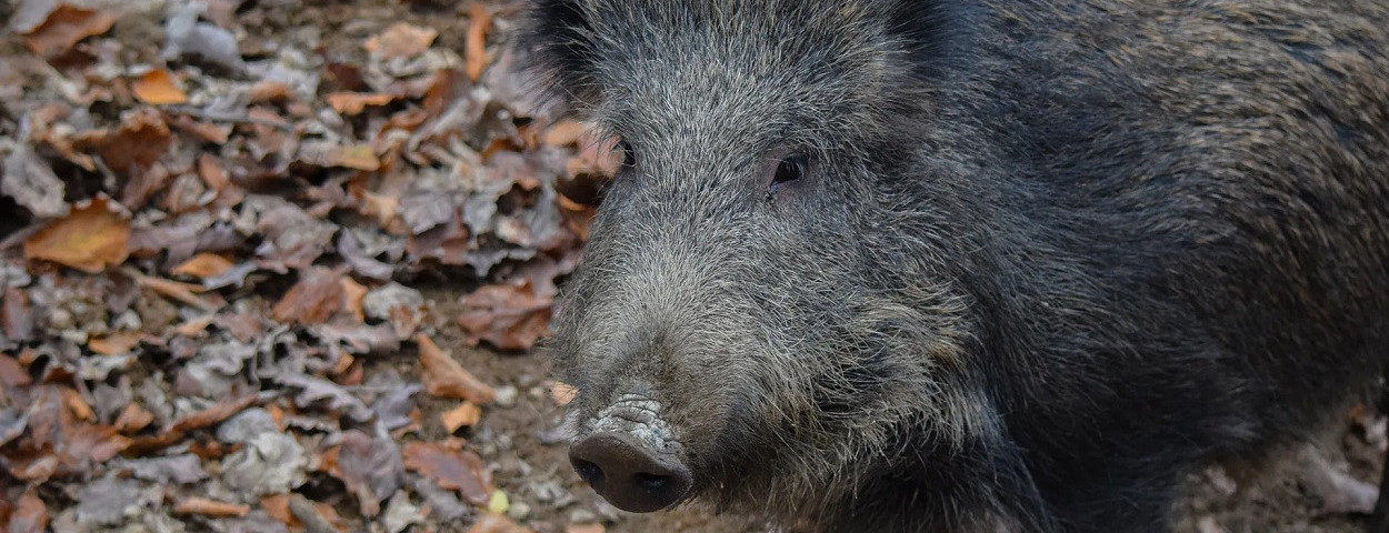 everzwijnwildzwijnafrikaansevarkenspestavp-1250