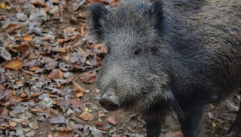 Afrikaanse varkenspest op 200 kilometer van België