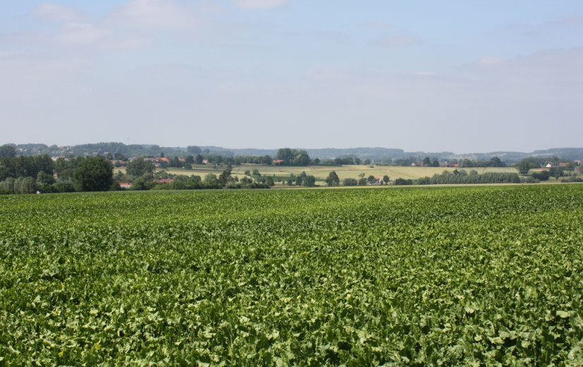 Europa verstrengt maximumgehalte van residu neonics in levensmiddelen