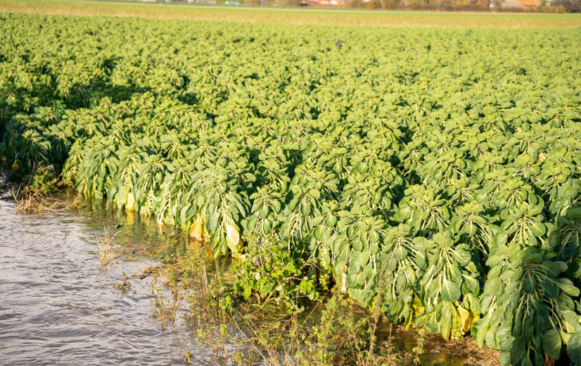 Spruitentelers verliezen 4.000 euro per hectare