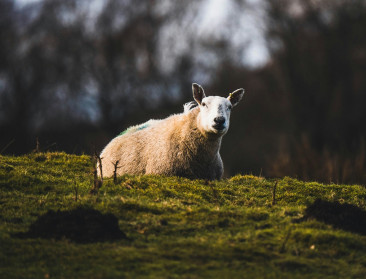 Vogelgriep aangetroffen bij schaap in Verenigd Koninkrijk