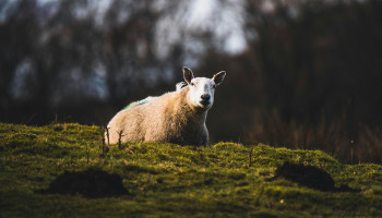 Vogelgriep aangetroffen bij schaap in Verenigd Koninkrijk