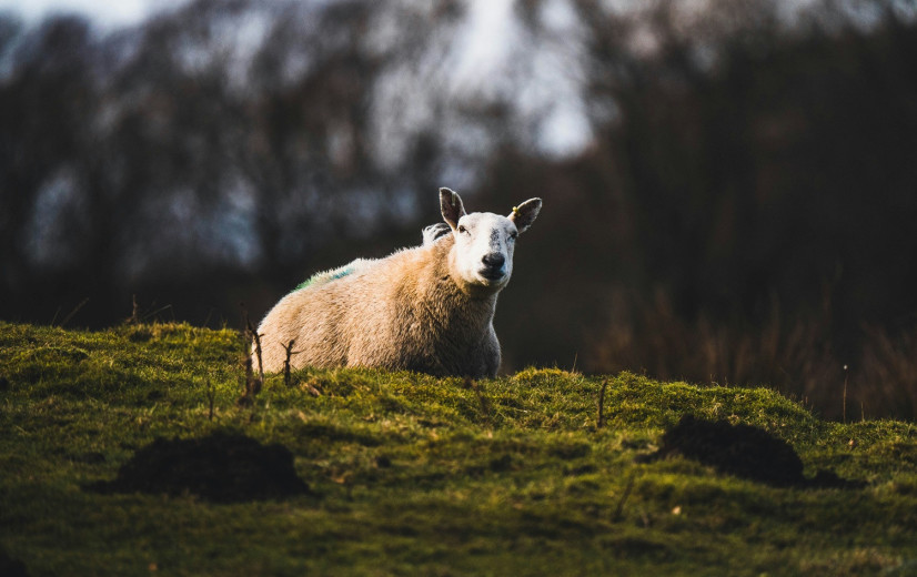 Vogelgriep aangetroffen bij schaap in Verenigd Koninkrijk