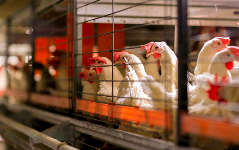 Vlaamse Codex Dierenwelzijn goedgekeurd na kritiek van coalitiepartners en oppositie