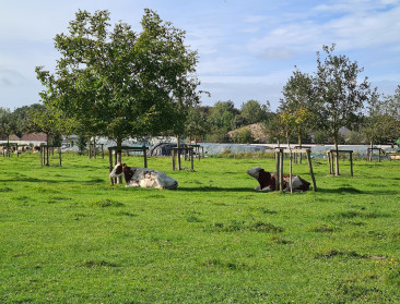 10 jaar agroforestry-onderzoek moet landbouwvorm nieuwe boost geven