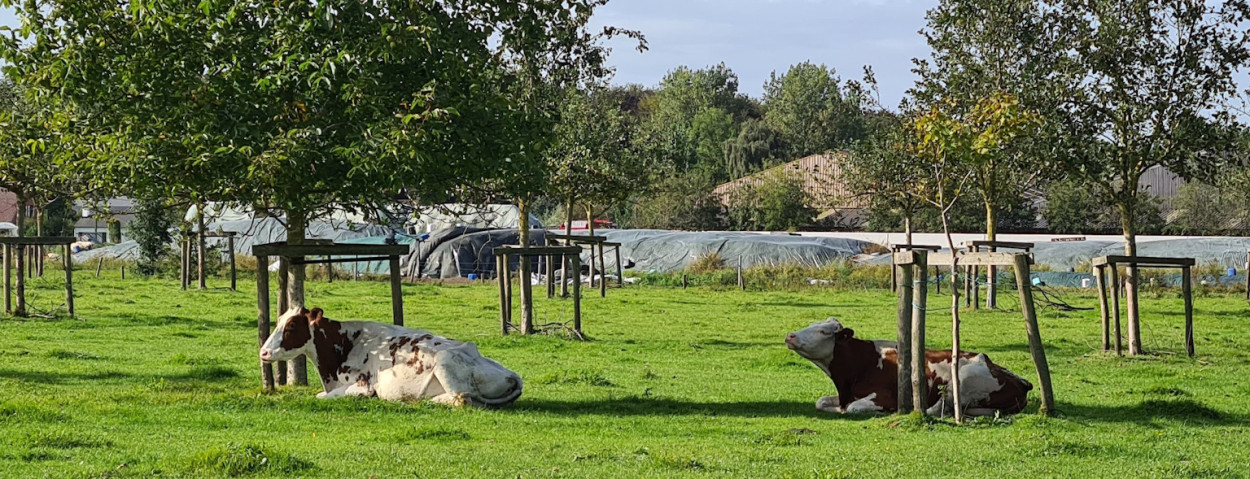 agroforestry ilvo