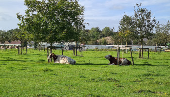 10 jaar agroforestry-onderzoek moet landbouwvorm nieuwe boost geven