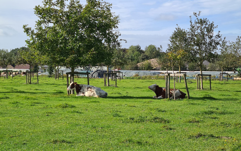10 jaar agroforestry-onderzoek moet landbouwvorm nieuwe boost geven