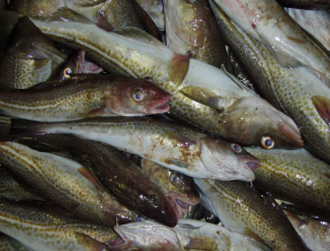 Populatie kabeljauw herstelt zich in de Noordzee
