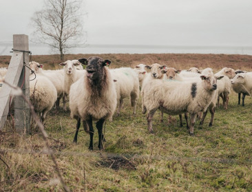 Met eerste Vlaamse Herdersdag willen herders vuist maken naar beleid