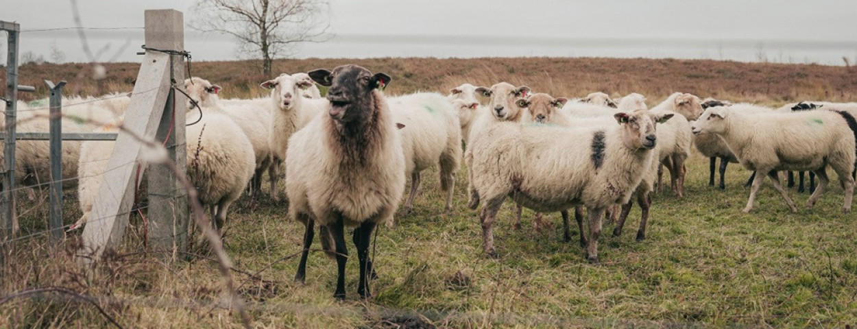Vlaamse Herdersdag-VUUR agency