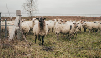 Met eerste Vlaamse Herdersdag willen herders vuist maken naar beleid