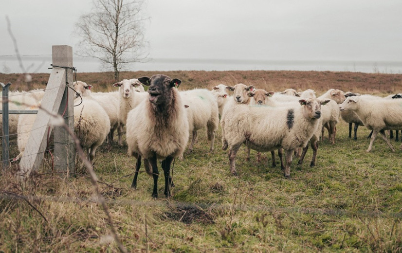 Met eerste Vlaamse Herdersdag willen herders vuist maken naar beleid
