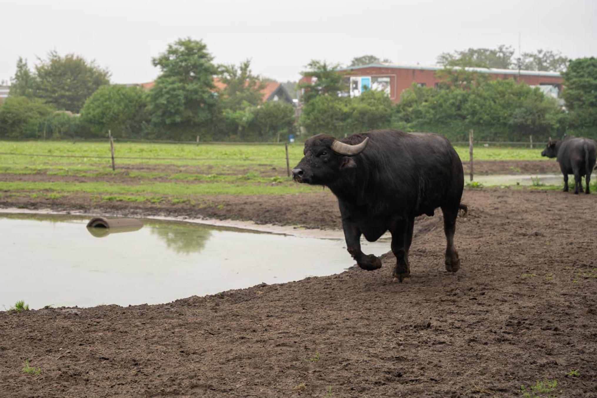 Buffels in de wei in Schilde