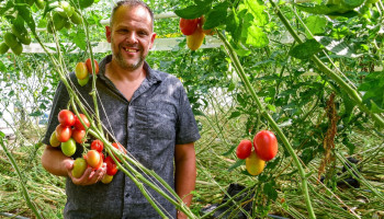 Vitaetom predikt de liefde voor robijnrode tomaten