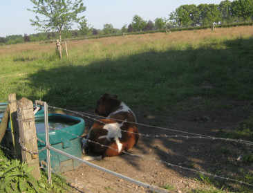 Bescherm dieren tegen de hitte