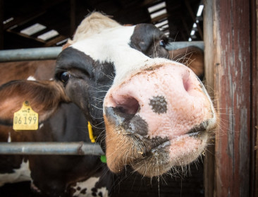 VS worstelt met vogelgriep bij pluimvee en melkvee: "Reactie bij uitbraak was te laks"