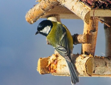 Mezensterfte te wijten aan honden- en kattenhaar?