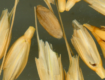 Datering landbouw opnieuw hot topic voor archeologen