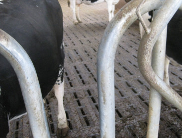 "Piek wereldwijde methaanemissie verontrustend"