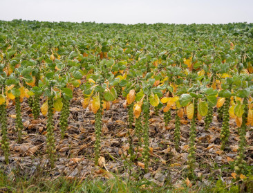 Begrotingsakkoord verhoogt btw op gewasbeschermingsmiddelen