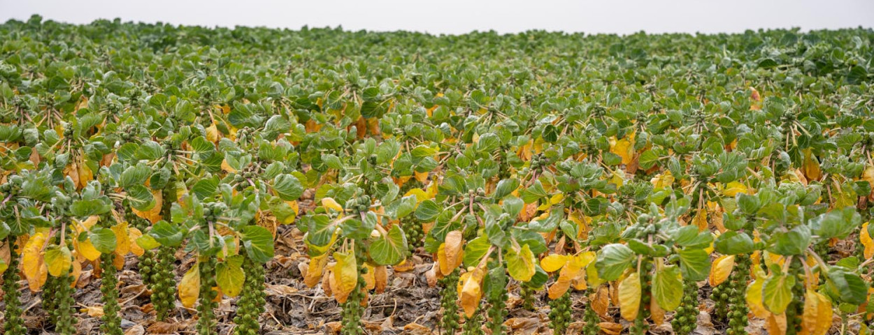 Spruiten in de Ieper regio, december 2023