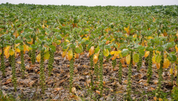 Begrotingsakkoord verhoogt btw op gewasbeschermingsmiddelen