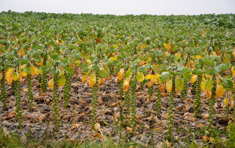 Spruitentelers kennen bar slecht jaar, sommigen frezen daarom oogst in