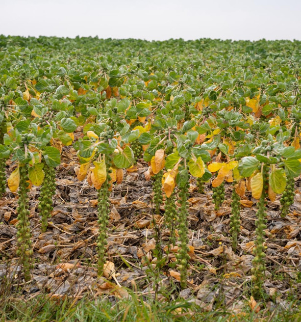 Spruitentelers kennen bar slecht jaar, sommigen frezen daarom oogst in