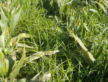 Knolcyperus rukt op en bedreigt aardappel- en groenteteelt