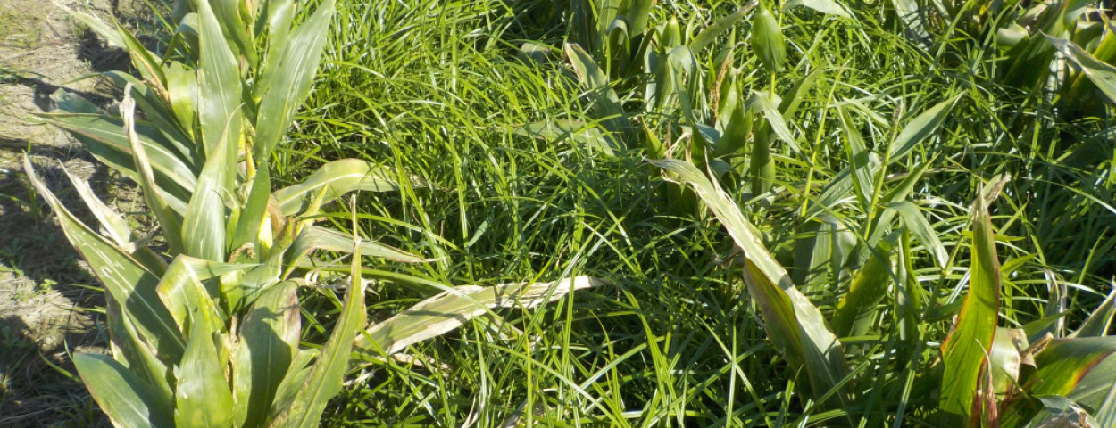 knolcyperus in mais