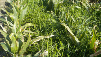 Knolcyperus rukt op en bedreigt aardappel- en groenteteelt