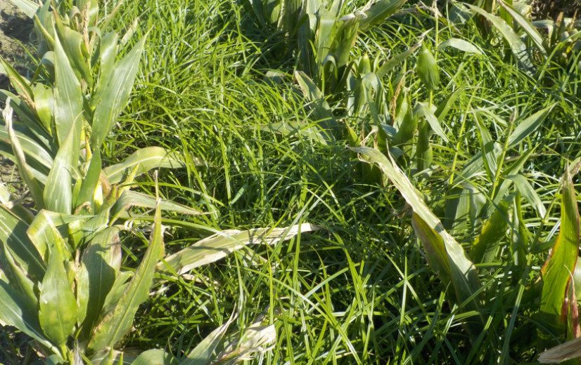Knolcyperus rukt op en bedreigt aardappel- en groenteteelt