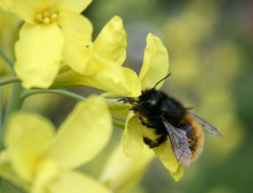 Week van de Bij: “Meer B&B’s voor bijen nodig in Vlaanderen"