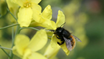 Week van de Bij: “Meer B&B’s voor bijen nodig in Vlaanderen"