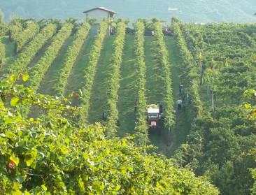 De Morgen ontdekt dat proseccohype een keerzijde heeft