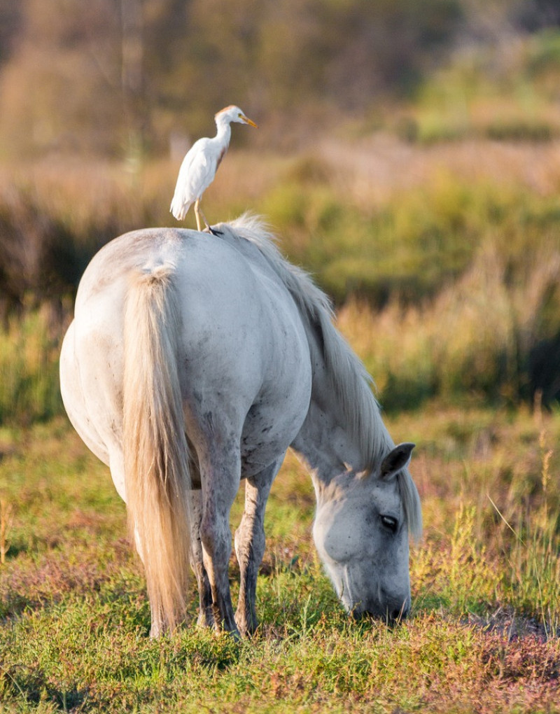 koereiger