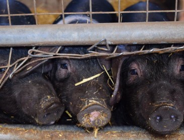 AVP-uitbraak Catalonië kwam mogelijk uit labo