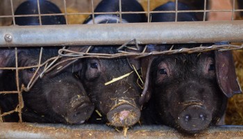 AVP-uitbraak Catalonië kwam mogelijk uit labo