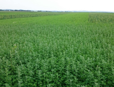 Nieuwe aanpak countert bijna-dood-verklaring akkervogel