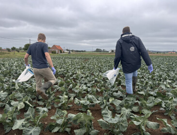 Verboden middel oxamyl beland op landbouwpercelen bij  Grote Kemmelbeek