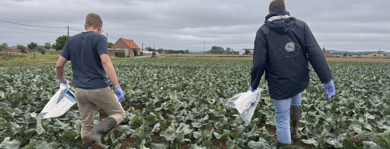 grote kemmelbeek oxamyl vervuiling