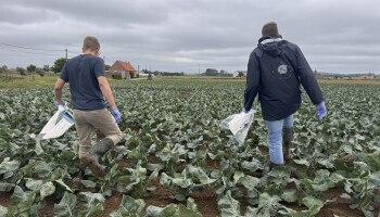 Verboden middel oxamyl beland op landbouwpercelen bij  Grote Kemmelbeek